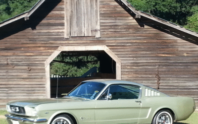 Survivor Series Part 2, The Survivors that Never Got Away